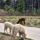 가평 양떼목장 이미지