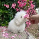 복슬강아지 이미지