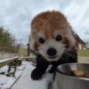 레이화