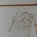 수네 민박 이미지