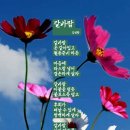 갈바람 Daum카페