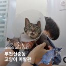 강아지 이발관 | 부천고양이미용 후기 섬세하고 꼼꼼한 무마취 미용 고양이이발관