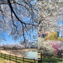 운천저수지 | 광주 운천저수지 벚꽃 개화🌸 3월 말 실시간 후기