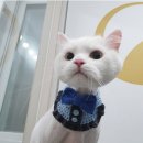 고양이 미용& 호텔 우연히, 캣 이미지