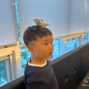 리프패럿일광점