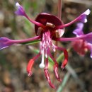 엘리건트 클라키아 [Clarkia unguiculata] 이미지