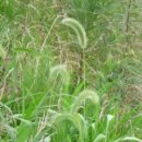 강아지풀 이미지