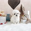 블리독(동대문장안점) 이미지