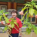 용연골