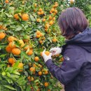 경미농장 이미지