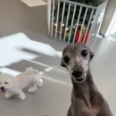 즐거운 애견미용 이미지