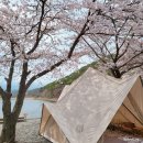 1박 2일 벚꽃 캠핑을 즐기는 서울 근교 캠핑장 4 이미지