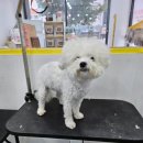 허그멍뭉이# 이미지