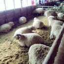 새영화목장 이미지