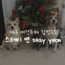 이연 | 대구 독채애견펜션 스테이연 내돈내산 후기