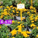체리사랑농원 이미지