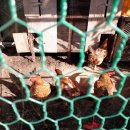 왕벌농장 이미지