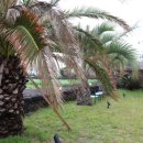 부티아풀빌라 이미지