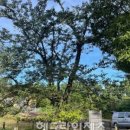 관음사의 왕벚나무자생지 이미지