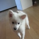 순둥이