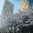 유펠리스 | 도곡동미용실 강남미용실 잘 하는 곳 마끼에 타워팰리스점 뿌리염색 후기