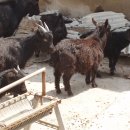 내장산 흑염소농장 이미지