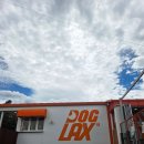 도그렉스 이미지