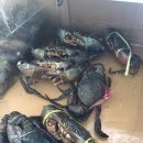 싱가포르여행/이모님에게 모든 것을 맡기겠어요, 블랙페퍼크랩 맛집 Eng Seng Seafood