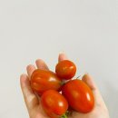 과일스토어 | 저렴한 스테비아 자몽향 방울토마토 제철과일 네이버스토어 구매후기 ㅣ 오늘신선