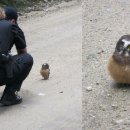 부엉