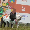 서울동물 뉴스1