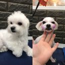 도그반하다 이미지