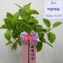 서강나무병원