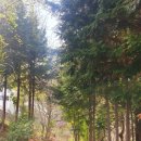 포레스트가족펜션 이미지