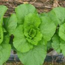 이명희농장 이미지