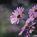 창영농원 이미지