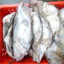 오늘의 생선 이미지