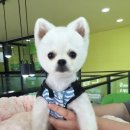 The 쇼독 이미지