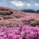산철죽 군락지 이미지
