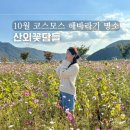 부산근교 밀양 코스모스 명소 산외꽃담뜰에서 꽃구경 하고온 후기