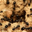 개미농장 이미지