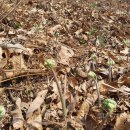 새밤농장 이미지