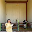 뿌리목장 | [울산 울주군 :: 피자 만들기 젖소우유짜기 체험 아이와 가볼만한곳 추천] 환희목장