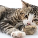 꾹꾹이 하는 고양이(kneading cats) 이미지