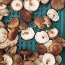 김포표고버섯농장 이미지