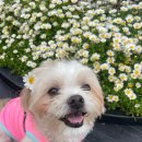 고려동물병원 (출장전문동물병원) | 레알피부전문동물병원 피부전문동물병원 방문 후기 강아지 피부 치료 경험 공유