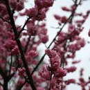 에버벚꽃축제/용인 이미지