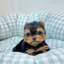 대박펫살롱 이미지