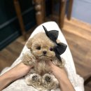 메종드퍼피 이미지