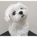 더바름동물병원 이미지